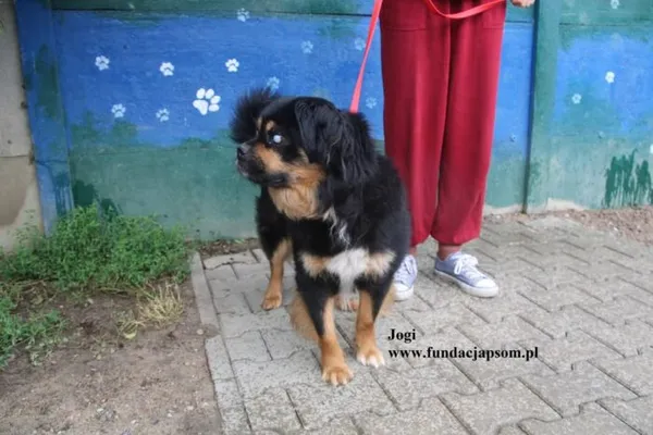 Pies do adopcji, Nowy Dwór Mazowiecki, 16 lipca 2025 (3/5)