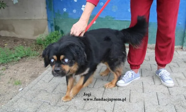 Pies do adopcji, Nowy Dwór Mazowiecki, 16 lipca 2025 (4/5)