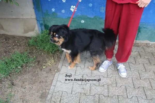Pies do adopcji, Nowy Dwór Mazowiecki, 16 lipca 2025 (5/5)