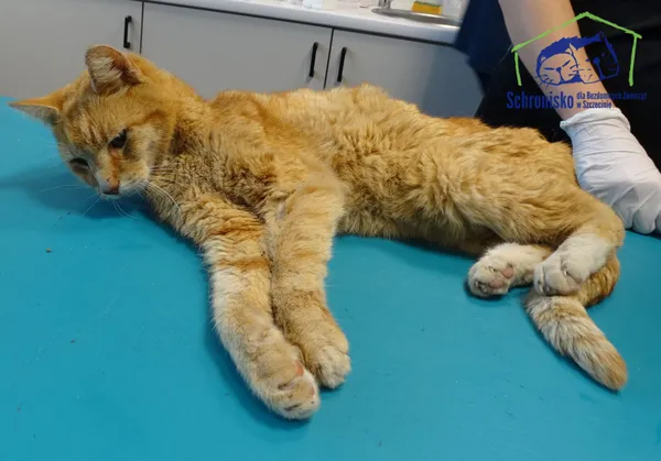 Znaleziono kota, Szczecin, 16 lipca 2025