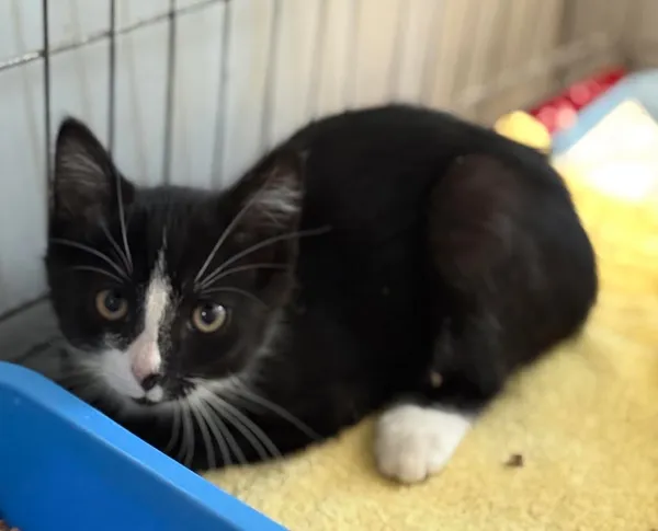 Znaleziono kota, Lublin, 15 lipca 2025