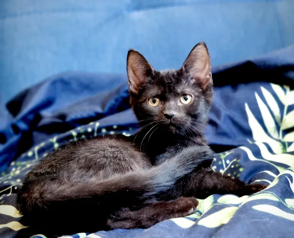 Kot do adopcji, Piła, 2 czerwca 2025 (1/4)