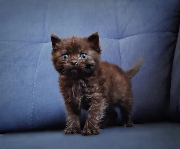 Kot do adopcji, Piła, 2 czerwca 2025 (2/4)