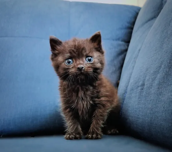 Kot do adopcji, Piła, 2 czerwca 2025 (3/4)