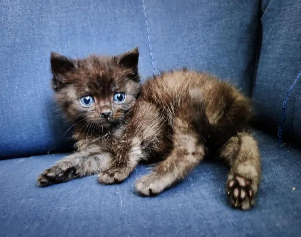 Kot do adopcji, Piła, 2 czerwca 2025 (4/4)