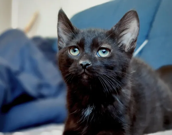 Kot do adopcji, Piła, 20 maja 2025 (1/3)