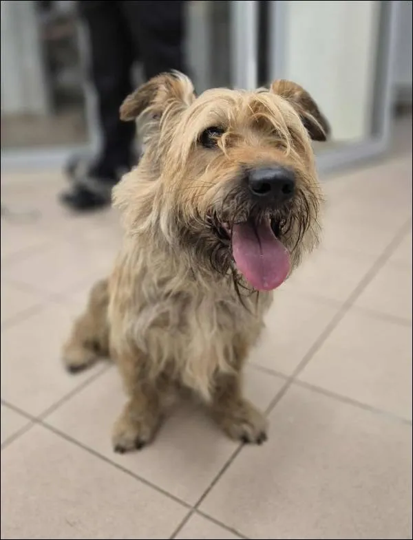 Znaleziono psa, Grudziądz, 16 lipca 2025