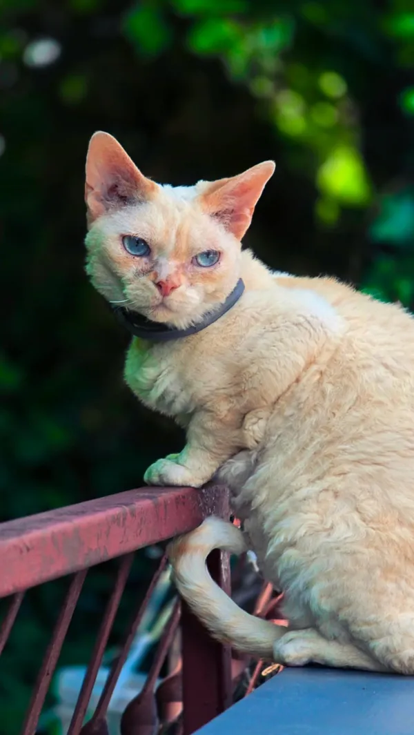 Zaginął kot, Łódź, 16 lipca 2025