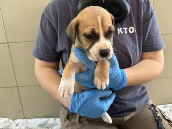 Pies do adopcji, Kraków, 11 lipca 2025