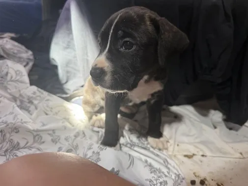 Pies do adopcji, Kraków, 11 lipca 2025