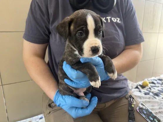 Pies do adopcji, Kraków, 11 lipca 2025