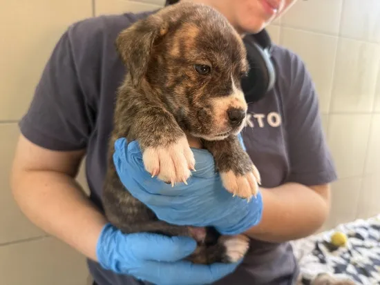 Pies do adopcji, Kraków, 11 lipca 2025