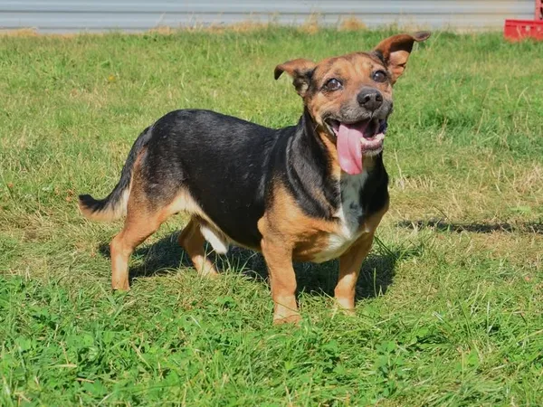 Znaleziono psa, Lublin, 15 lipca 2025