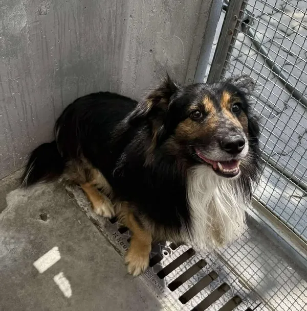 Znaleziono psa, Lublin, 16 lipca 2025