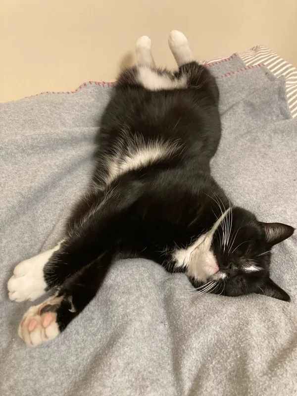 Zaginął kot, Bodzanów, 17 lipca 2025