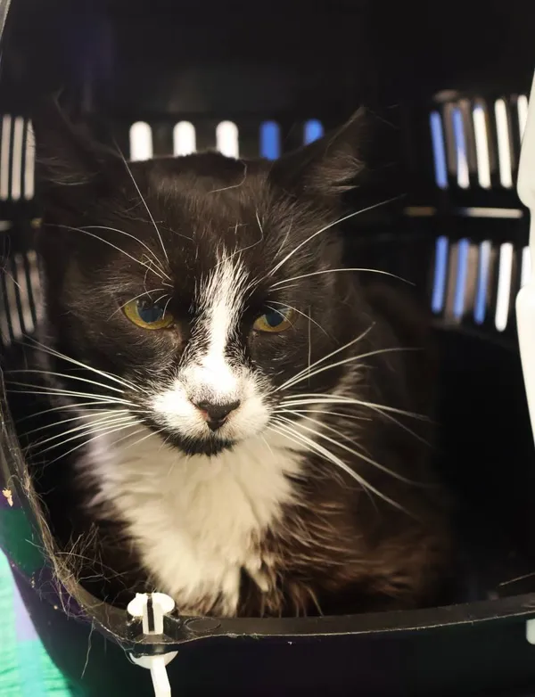 Znaleziono kota, Łódź, 17 lipca 2025 (2/3)