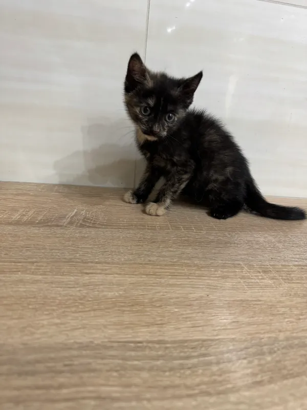 Znaleziono kota, Czartki, 17 lipca 2025