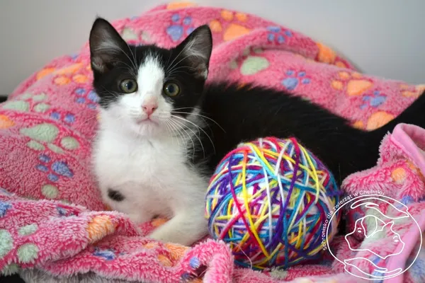 Kot do adopcji, Chełmek, 2 lipca 2025