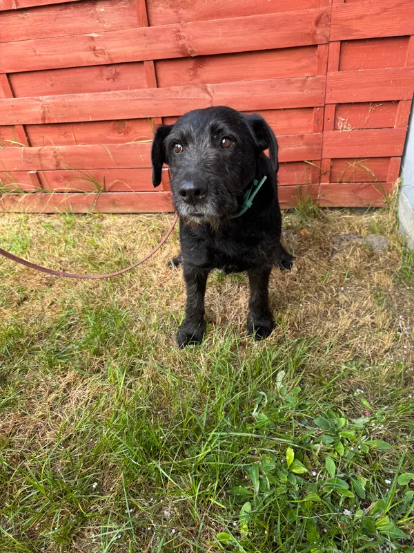 Znaleziono psa, Czartki, 17 lipca 2025