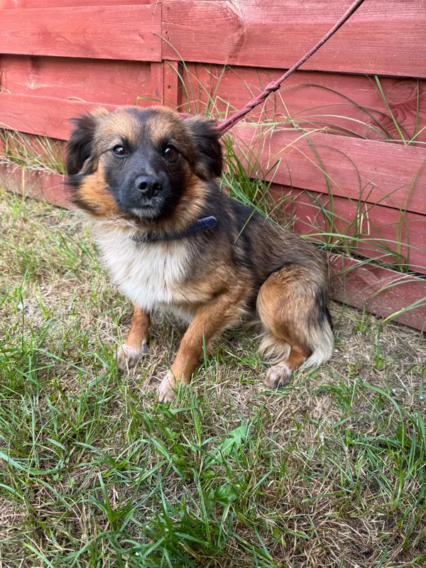 Znaleziono psa, Czartki, 17 lipca 2025