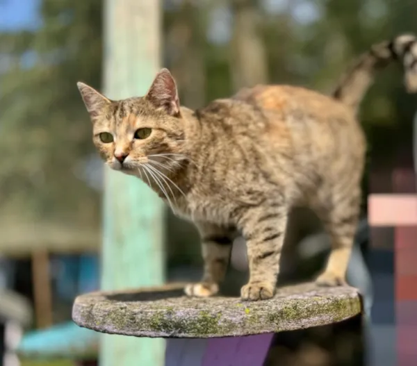 Kot do adopcji, Piła, 22 kwietnia 2025 (1/3)