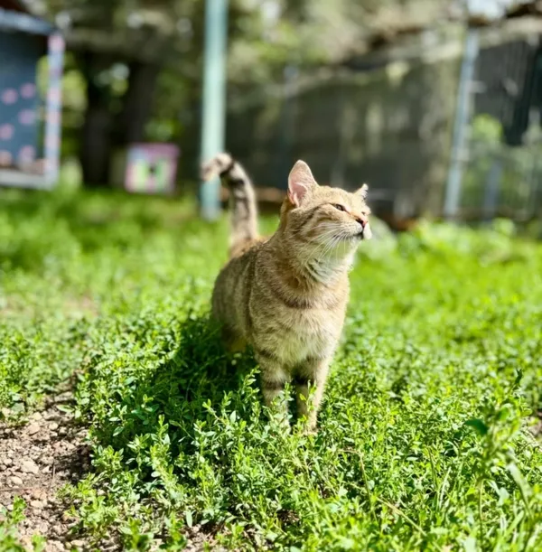 Kot do adopcji, Piła, 22 kwietnia 2025 (3/3)