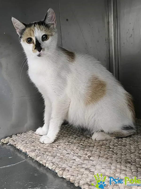 Znaleziono kota, Racławice, 14 lipca 2025