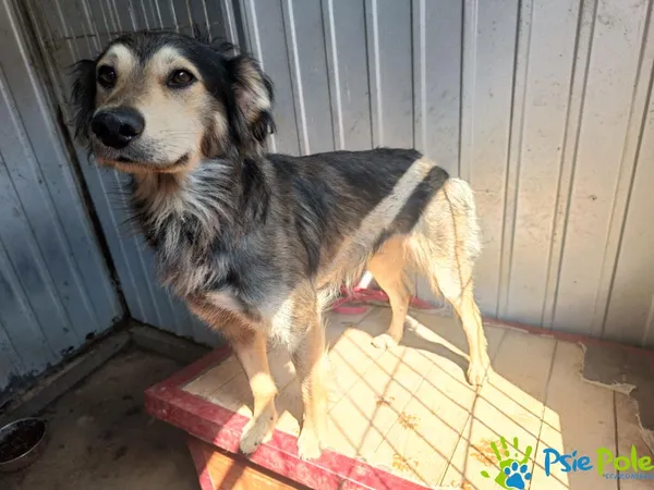 Znaleziono psa, Racławice, 12 lipca 2025 (1/3)