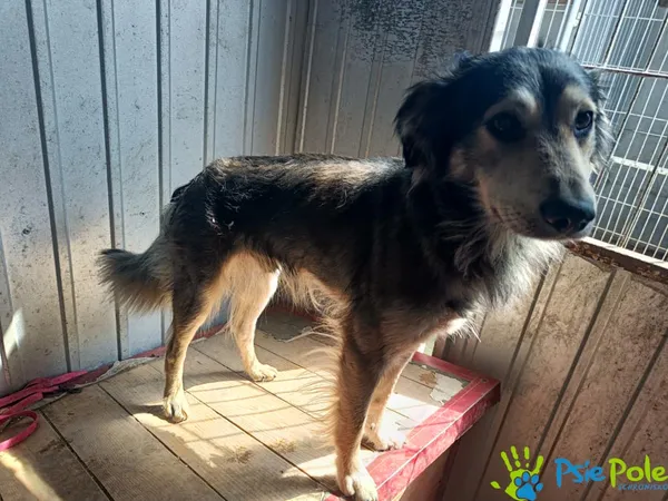 Znaleziono psa, Racławice, 12 lipca 2025 (2/3)