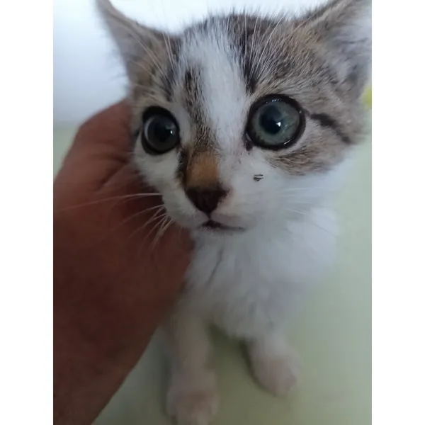 Znaleziono kota, Białystok, 16 lipca 2025