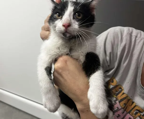 Znaleziono kota, Toruń, 15 lipca 2025