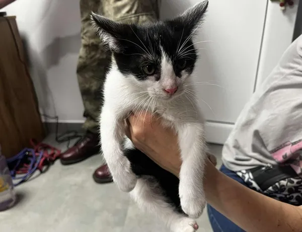 Znaleziono kota, Toruń, 15 lipca 2025