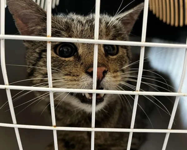 Znaleziono kota, Toruń, 15 lipca 2025