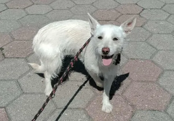 Znaleziono psa, Toruń, 15 lipca 2025