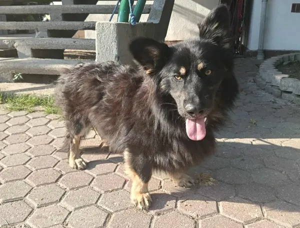 Znaleziono psa, Toruń, 14 lipca 2025