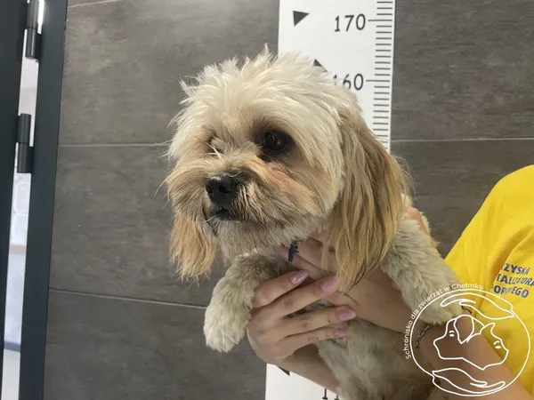 Znaleziono psa, Chełmek, 17 lipca 2025