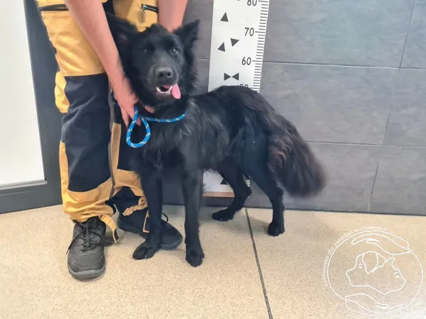 Znaleziono psa, Chełmek, 16 lipca 2025