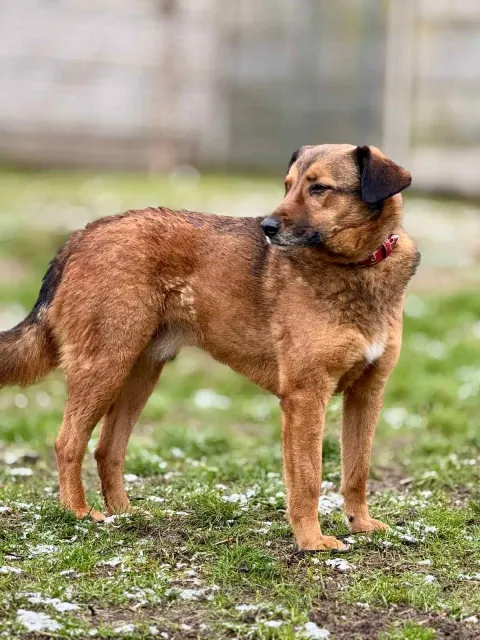 Pies do adopcji, Piła, 12 maja 2017 (2/2)