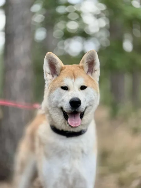 Pies do adopcji, Piła, 20 czerwca 2025 (3/5)