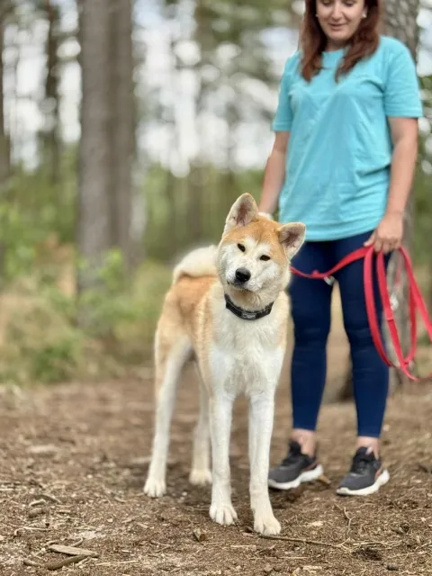 Pies do adopcji, Piła, 20 czerwca 2025 (4/5)