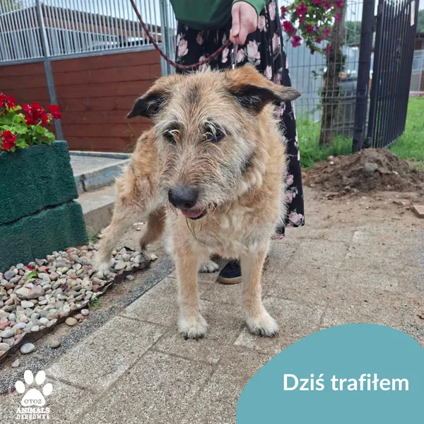 Znaleziono psa, Dąbrówka, 16 lipca 2025