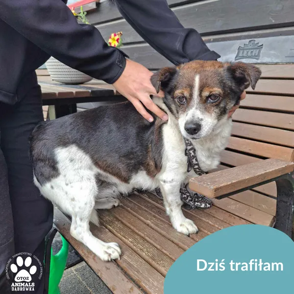 Znaleziono psa, Dąbrówka, 16 lipca 2025