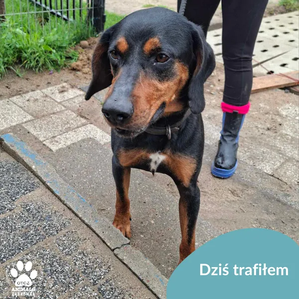 Znaleziono psa, Dąbrówka, 16 lipca 2025