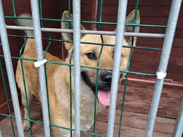 Pies do adopcji, Gorzów Wielkopolski, 16 lipca 2025