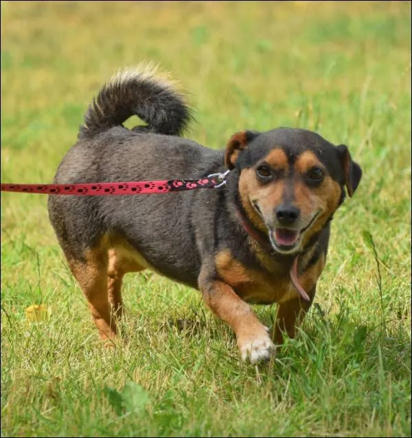 Znaleziono psa, Grudziądz, 18 czerwca 2025