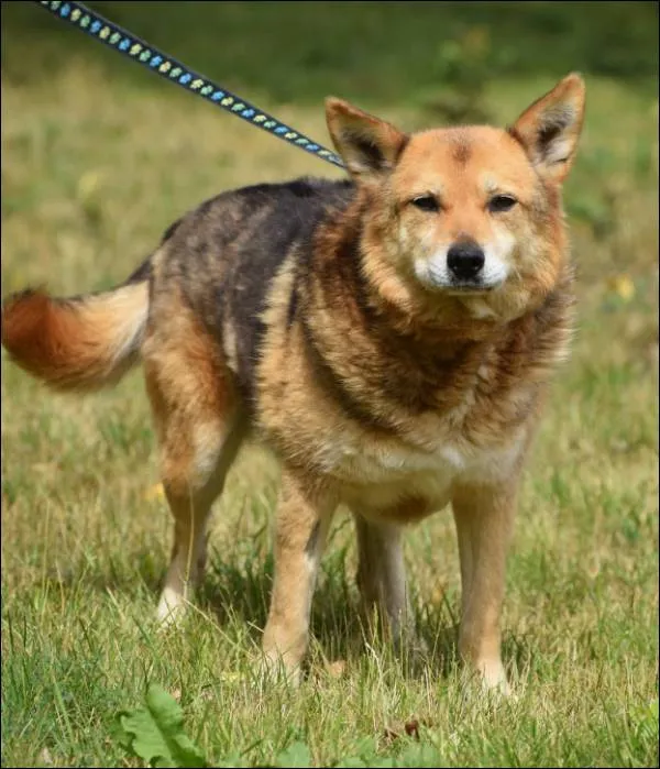 Znaleziono psa, Grudziądz, 23 grudnia 2023