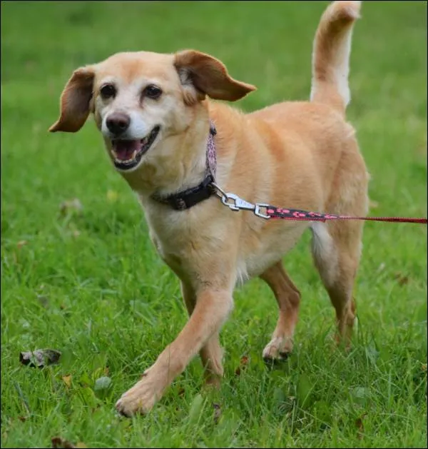 Znaleziono psa, Grudziądz, 11 marca 2025