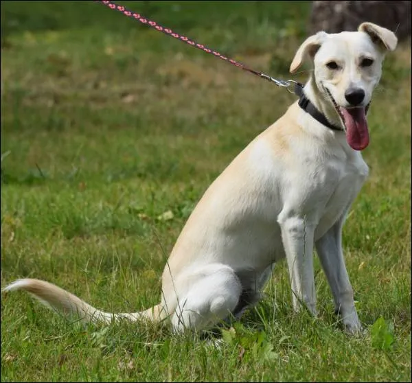 Znaleziono psa, Grudziądz, 26 czerwca 2025