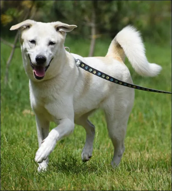 Znaleziono psa, Grudziądz, 6 maja 2025