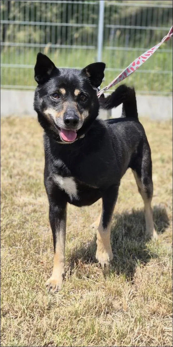 Znaleziono psa, Grudziądz, 17 stycznia 2023